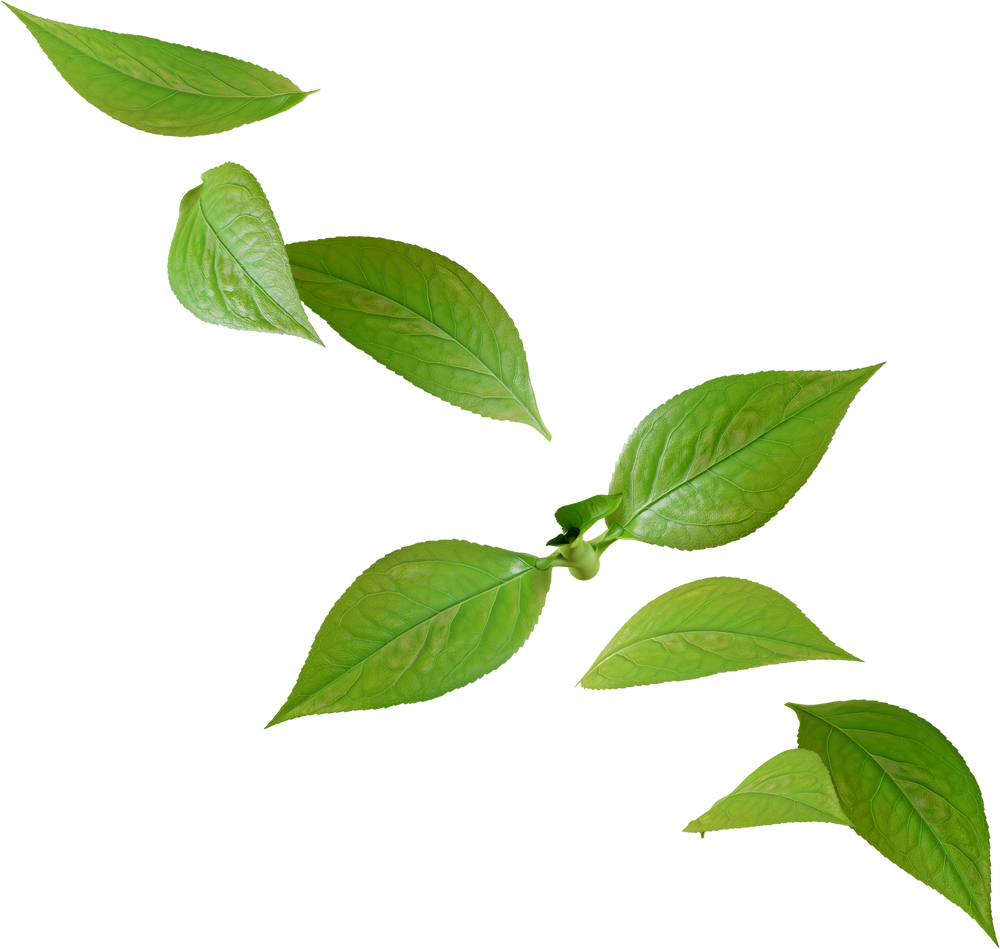 green tea leaves