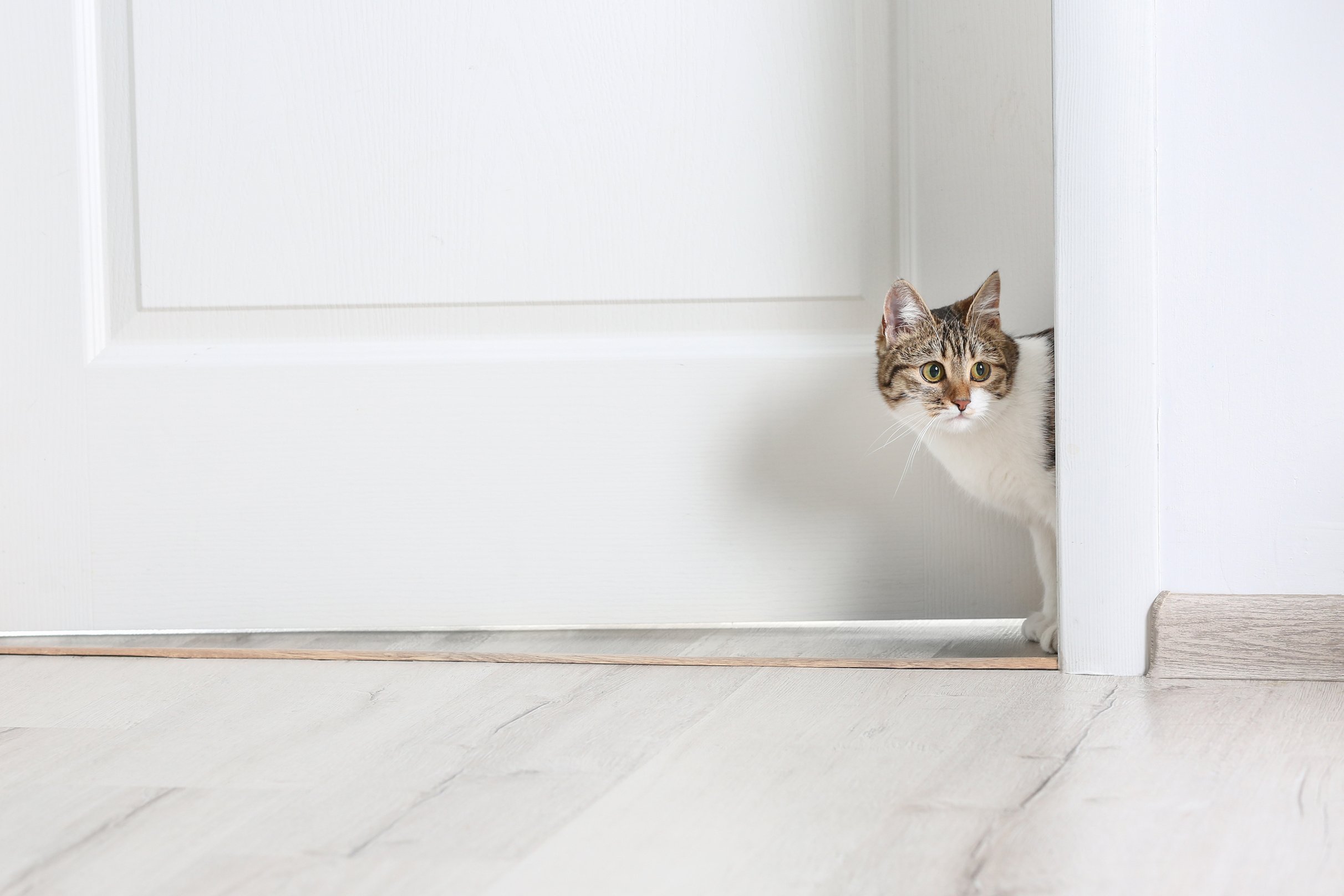 Cat Walking through Door at Home