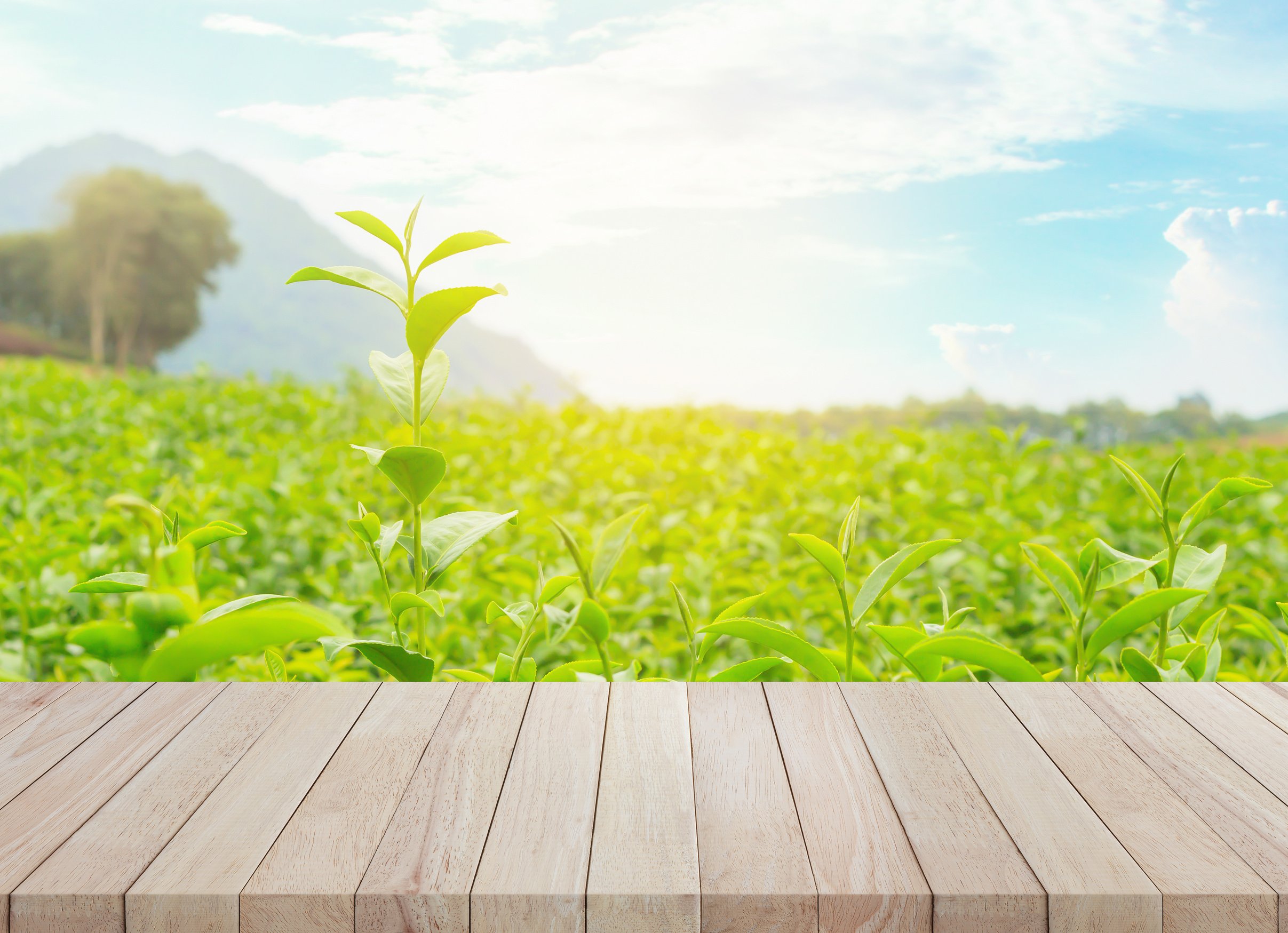 Empty wooden table with tea tree background.